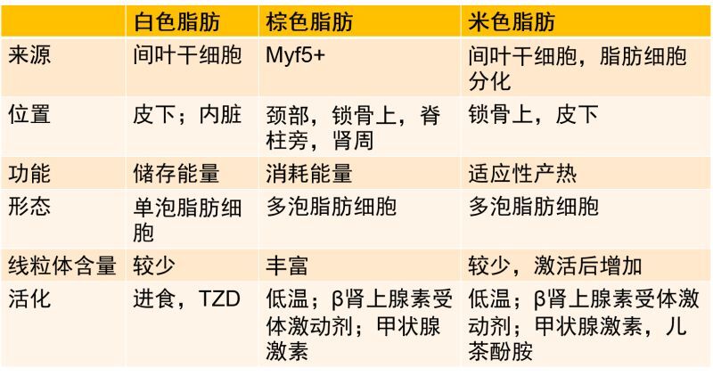 认清脂肪细胞,冷静减肥!
