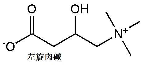 关于左旋肉碱,我们从头说起