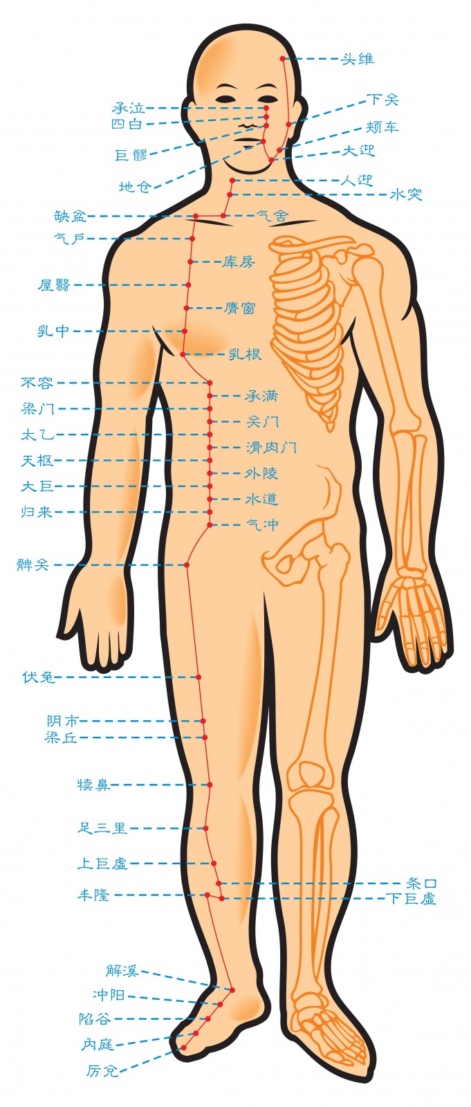 中医穴位.jpg